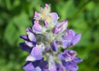 A more family friendly view of a lupine.